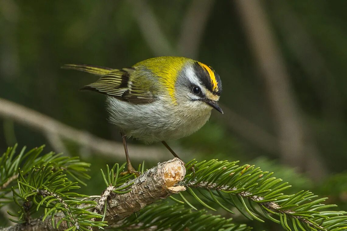 Птица королек фото и описание Файл:Firecrest - Appenines - Italy S4E5222 (17014042119).jpg - Википедия