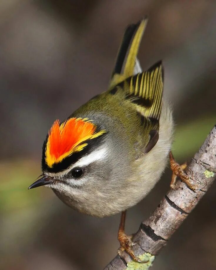 Птица королек фото и описание Golden-crowned Kinglet Beautiful birds, Colorful birds, Exotic birds