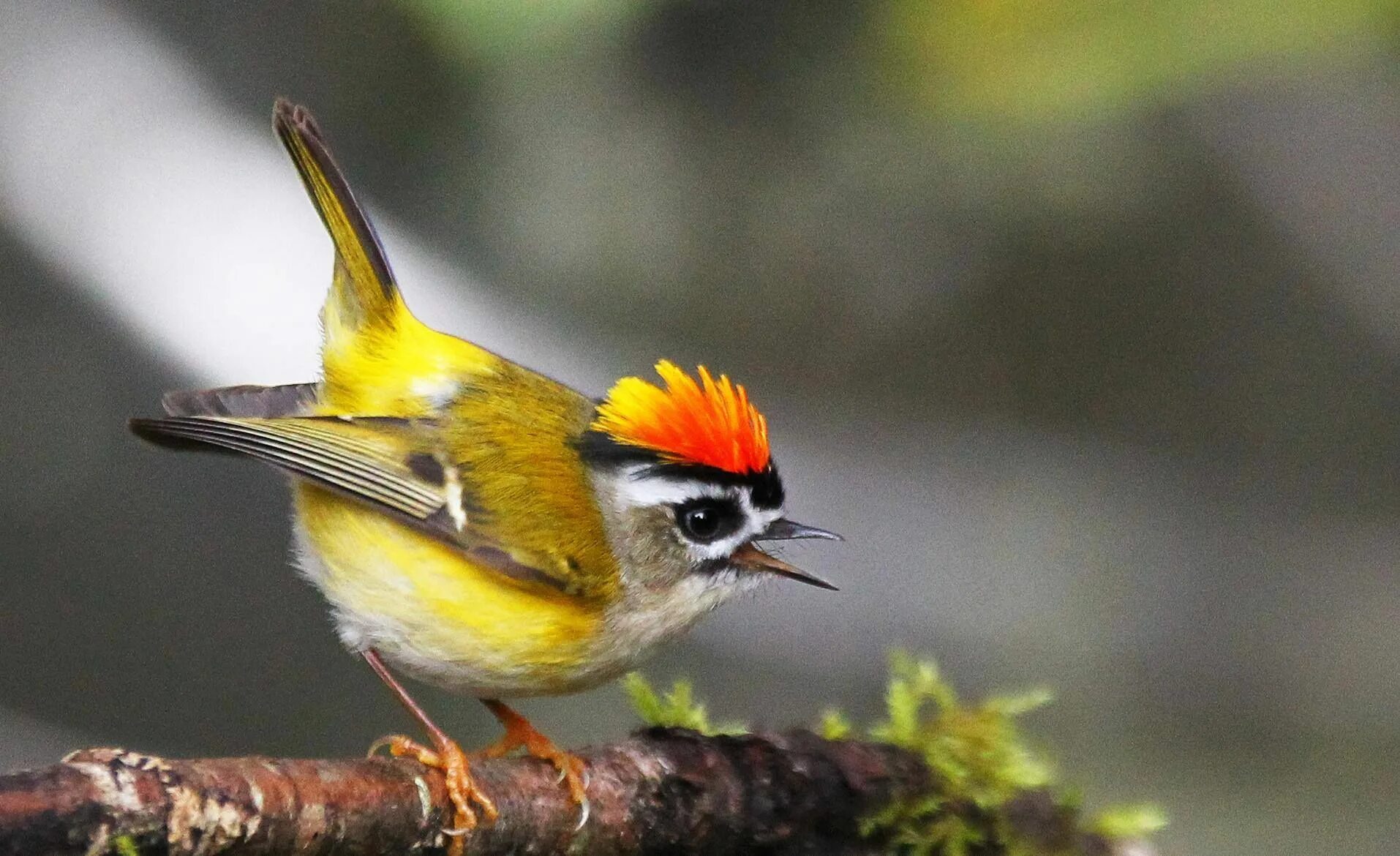 Птица королек фото и описание Пин на доске Birds