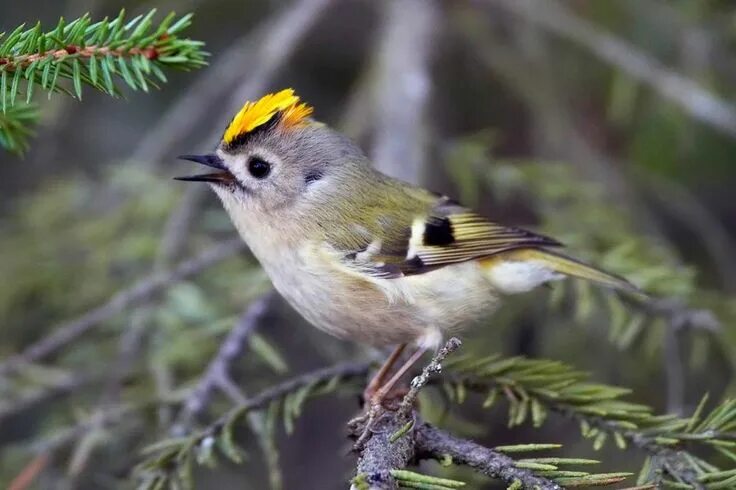 Птица королек фото и описание Image - Le Roitelet Huppé. - Terre Menacée... Animaux et oiseaux, Animaux beaux,