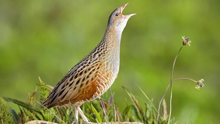 Птица коростель фото и описание Corn Crake (Crex crex). One of Scotland’s rarest breeding birds could become ext