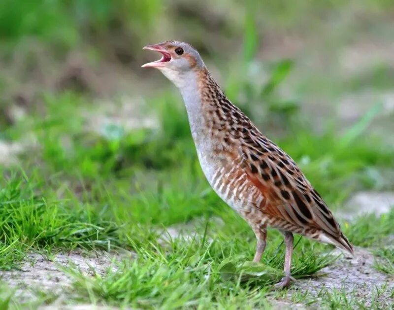 Птица коростель фото и описание Новое поступление - череп коростеля (Crex crex Linnaeus, 1758) Государственный Д