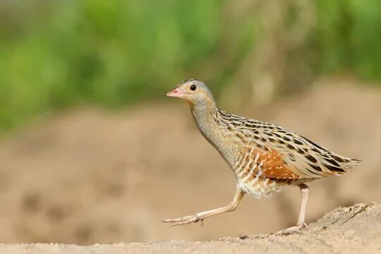 Птица коростель фото и описание Corncrake Images - Browse 449 Stock Photos, Vectors, and Video Adobe Stock