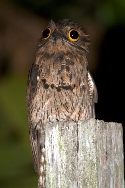 Птица козодой фото и описание Unique and Fascinating Potoo Birds: Discover the Beauty of Nature