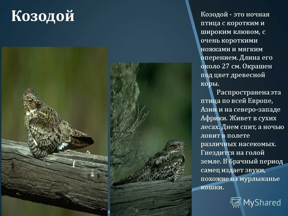 European Nightjar... is suspicious. Pet birds, Bird photo, Pretty birds