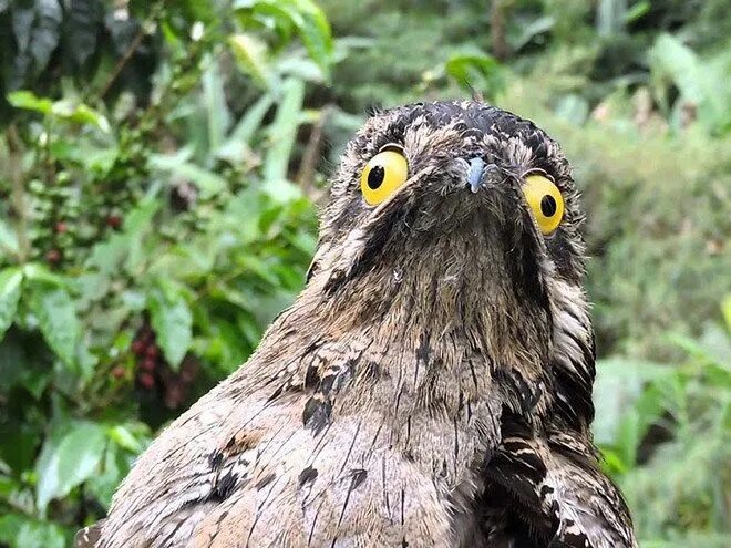 Птица козодой фото и описание Meet Potoo: The Exotic Bird With The Weirdest Look Ever Silly animal pictures, W