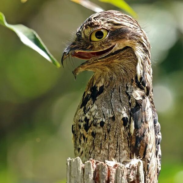 Птица козодой фото и описание Птицы Подмосковья-Козодой Potoo bird, Weird birds, Nature birds