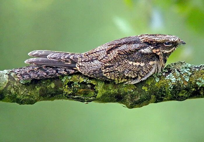 Птица козодой фото и описание European Nightjar... is suspicious. Pet birds, Bird photo, Pretty birds