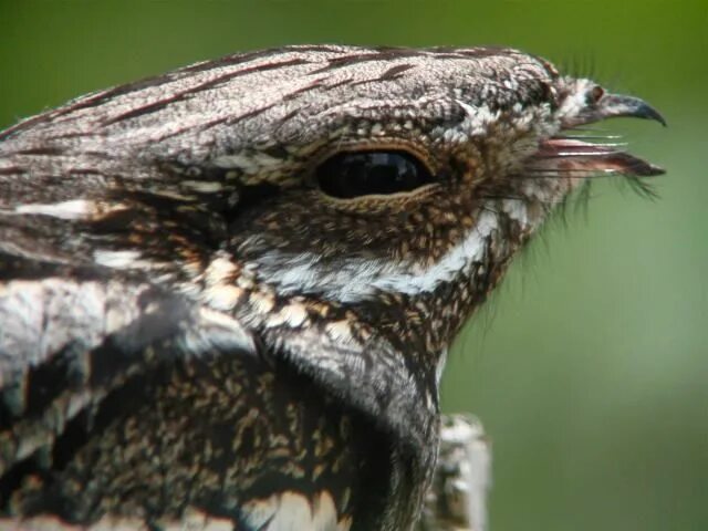 Птица козодой фото и описание nightjar - Google Search Nocturnal birds, Beautiful birds, Weird animals