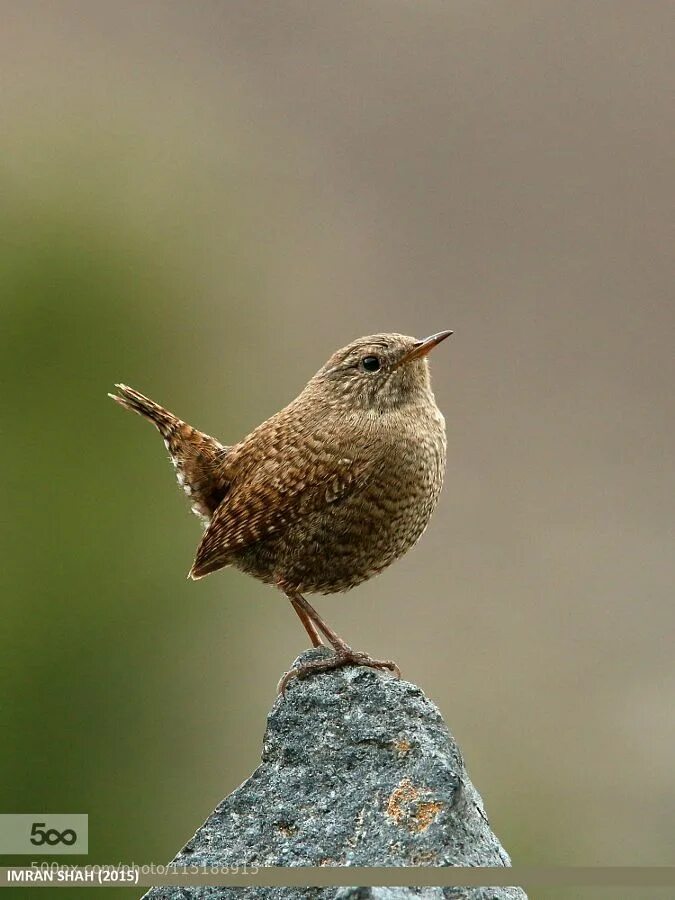 Птица крапивник фото и описание Winter Wren (Troglodytes troglodytes) by gilgit2. Please Like http://fb.me/go4ph