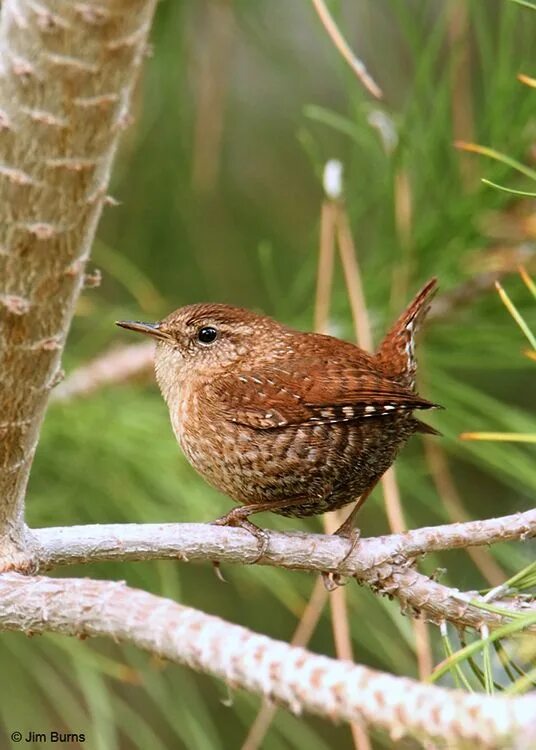 Птица крапивник фото и описание Eastern Winter Wren Wild birds, Birds, Beautiful birds