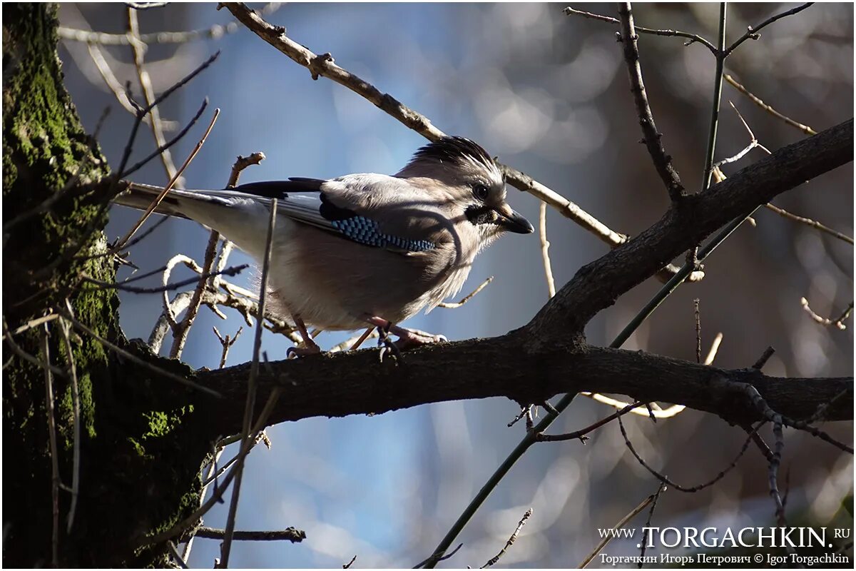 Птица краснодарского края фото и описание ФотоБлог Торгачкин Игорь Петрович © Igor Torgachkin: Птицы Краснодарского края, 