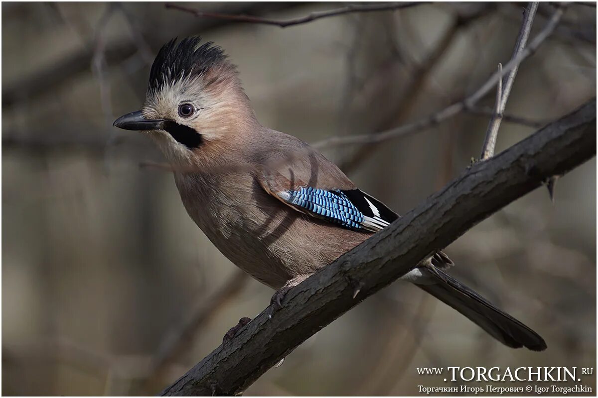 Птица краснодарского края фото и описание ФотоБлог Торгачкин Игорь Петрович © Igor Torgachkin