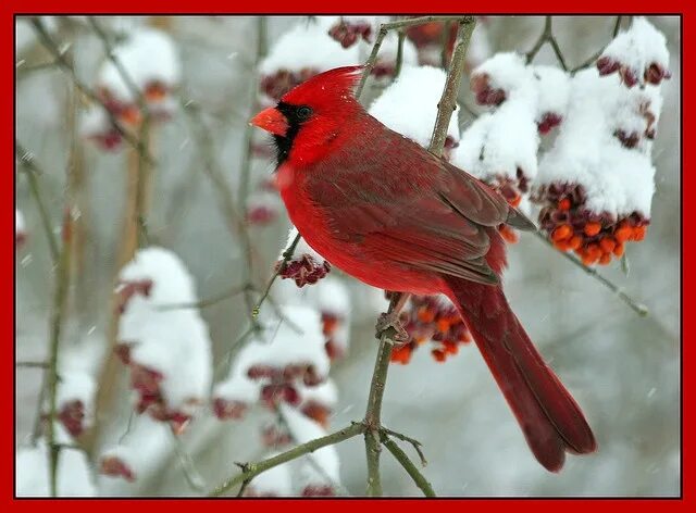 Птица красный кардинал фото cardinal bird - Google Images Cardinal birds, Pet birds, Bird