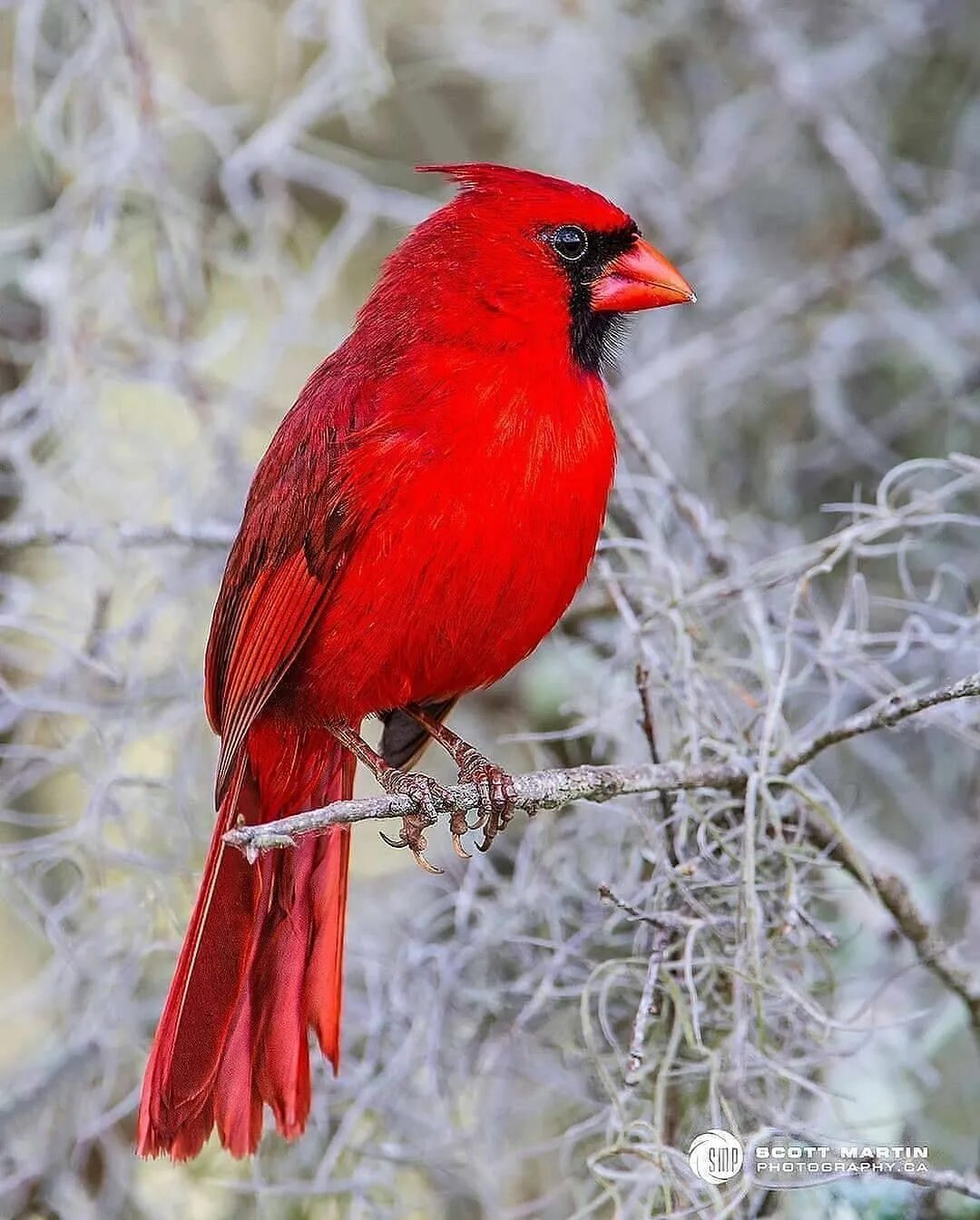 Птица красный кардинал фото Beautiful Birds’s Instagram profile post: "Northern cardinal By:@scottmartinphot