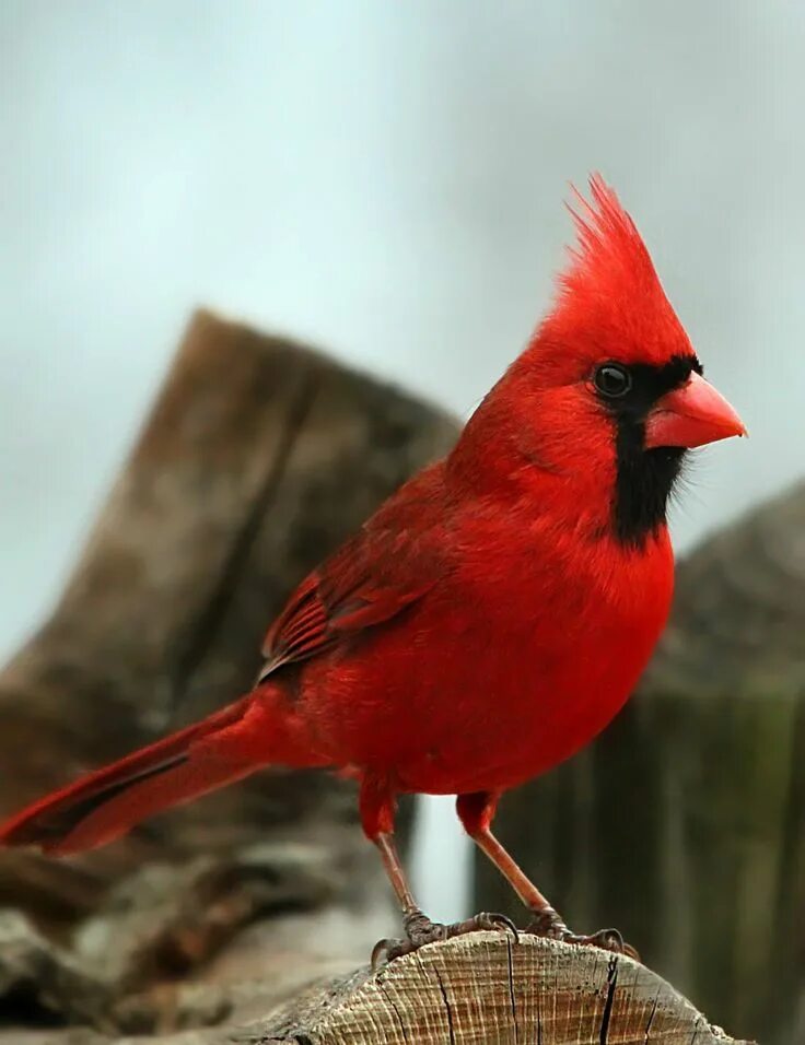 Snow Cardinals- Northern Cardinal Bird Vogels, Tuin en dier, Dieren