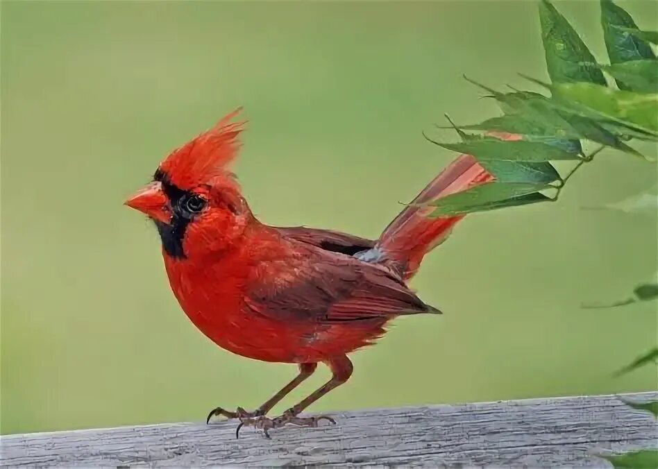 Птица красный кардинал фото red cardinal bird - Yahoo Image Search Results Bird, Birds, Cardinal birds