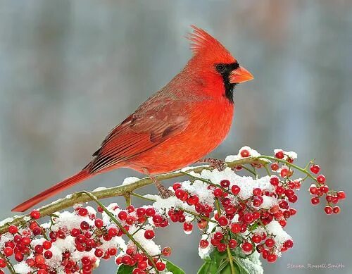 Птица красный кардинал фото Snow Cardinals- Northern Cardinal Bird Vogels, Tuin en dier, Dieren