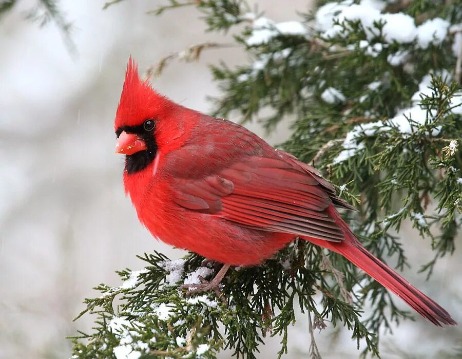 Птица красный кардинал фото Cardinal in winter Cardinals wallpaper, Bird, Beautiful birds