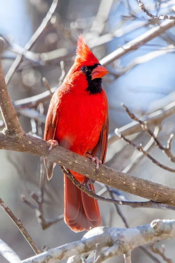 Птица красный кардинал фото Northern Cardinal Blank Note Card Etsy Cardinal birds, Colorful birds, Red birds