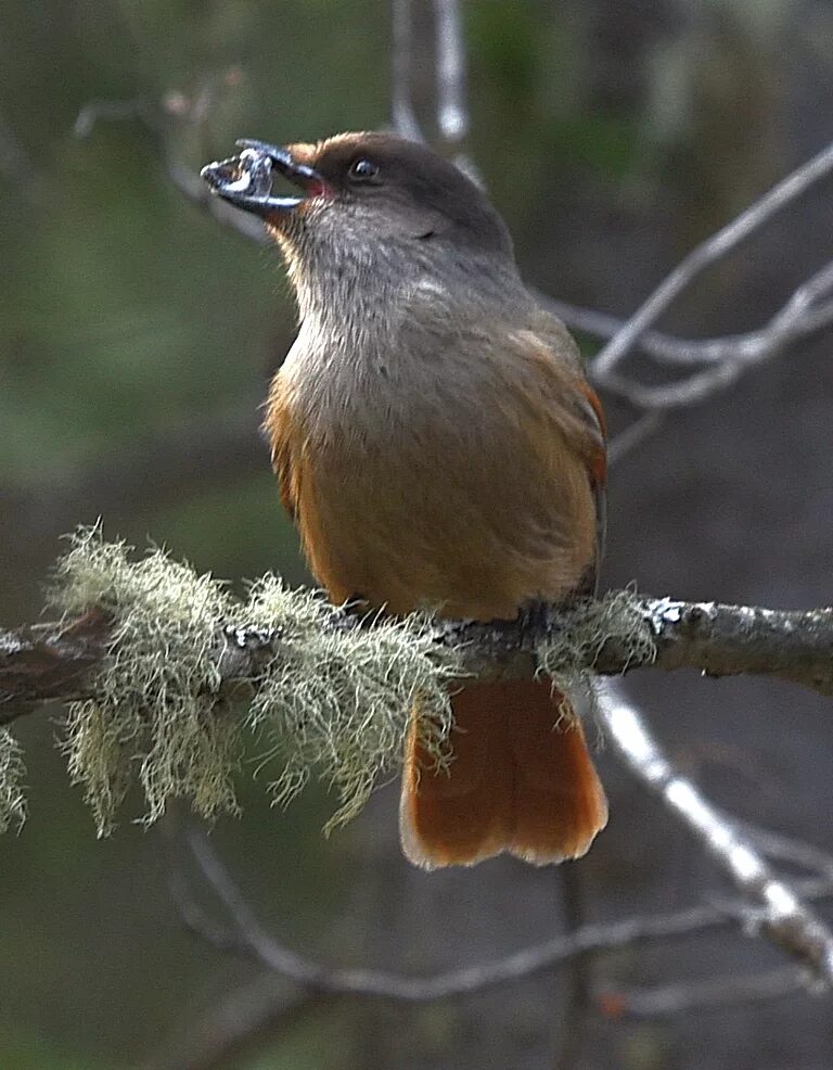 Птица кукша фото и описание Кукша (Perisoreus infaustus). Птицы Сибири.