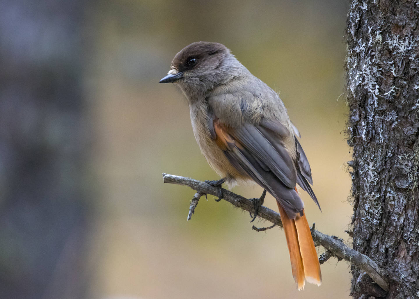 Птица кукша фото и описание Кукша (Perisoreus infaustus). Птицы Сибири.