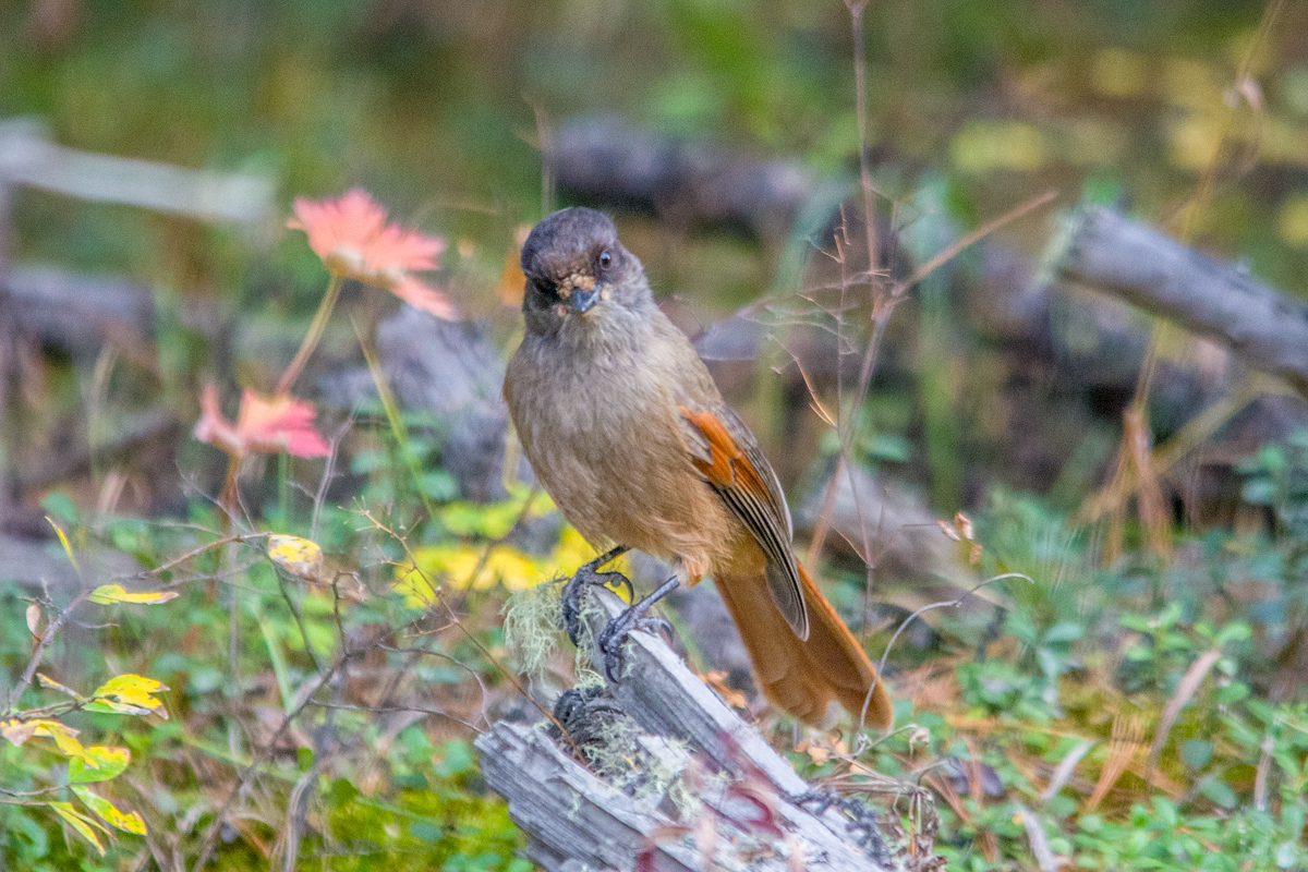 Врановые (основные отличия): кукша, сойка, сорока обыкновенная и голубая Birds G