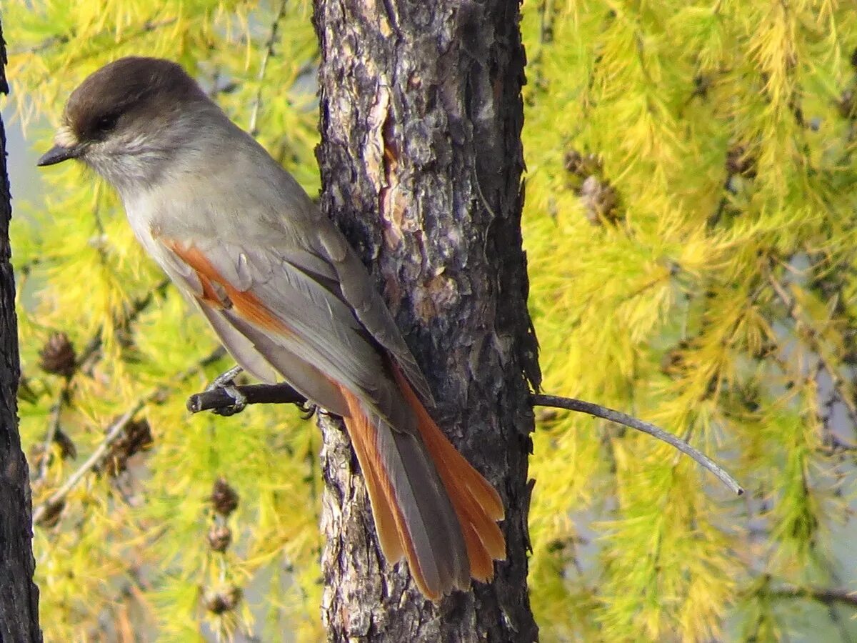 Птица кукша фото и описание Siberian Jay (Perisoreus infaustus). Birds of Siberia.