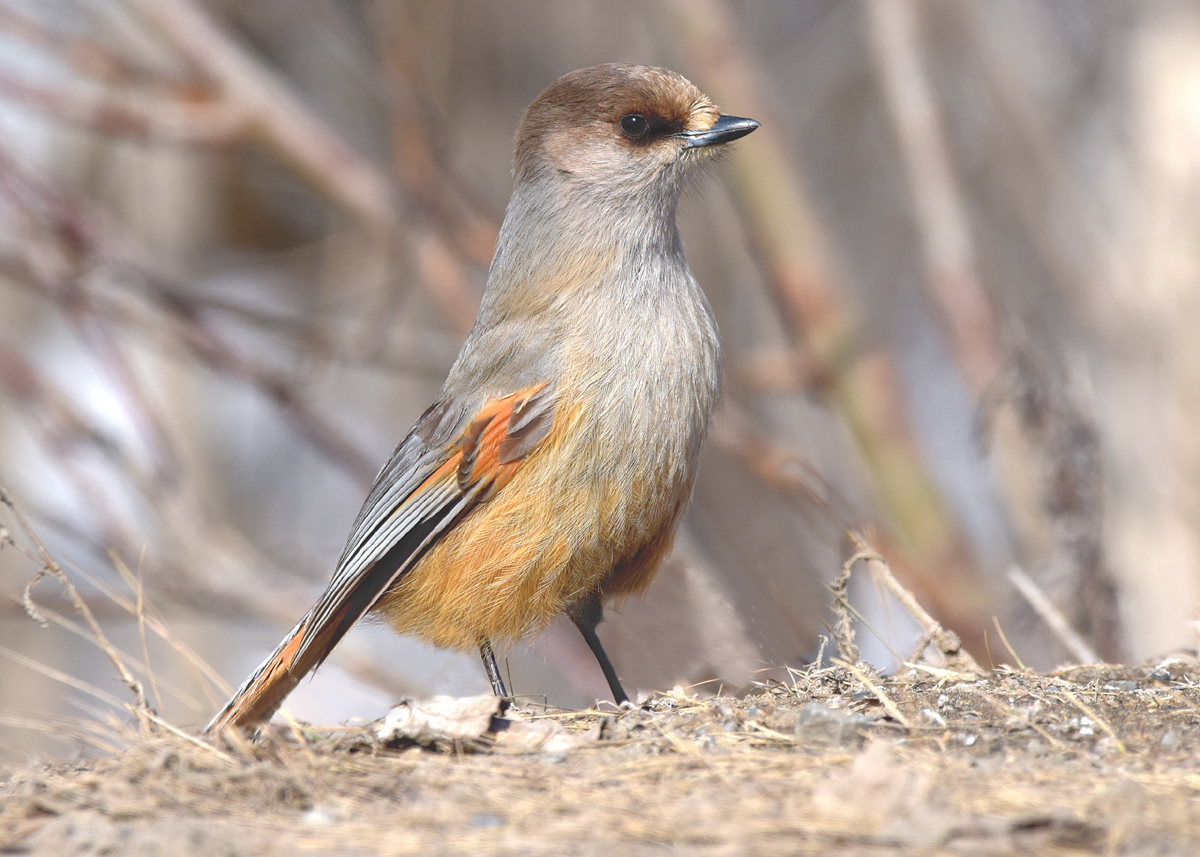 Птица кукша фото и описание Кукша (Perisoreus infaustus). Птицы Сибири.