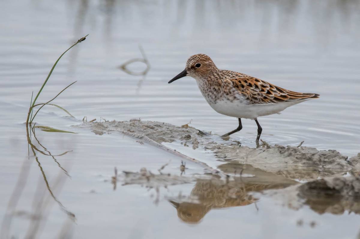 Птица кулик фото и описание Little Stint (Calidris minuta). Birds of Siberia.