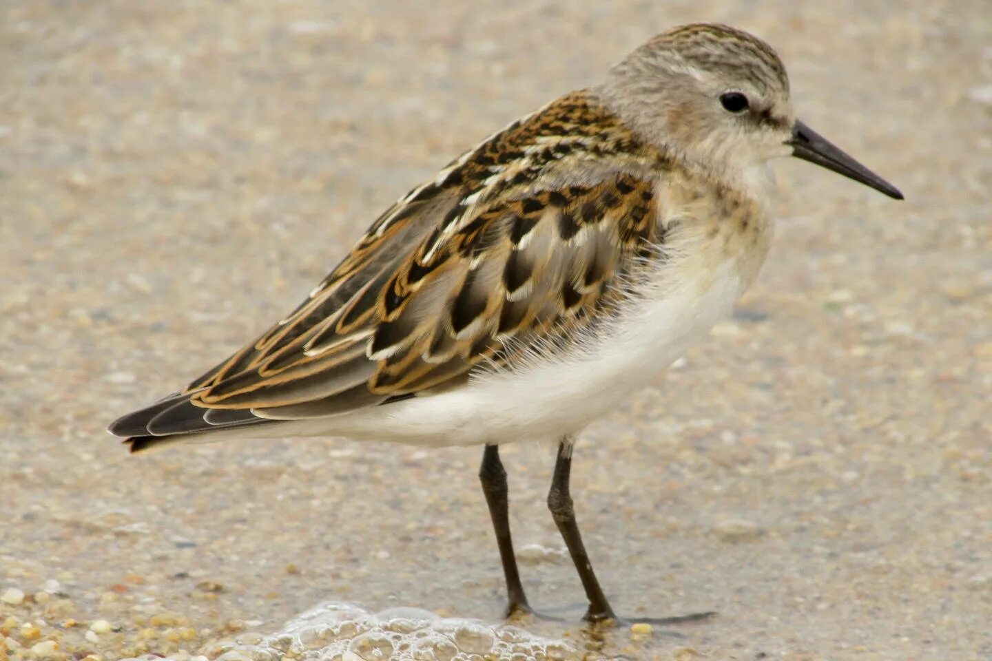 Птица кулик фото и описание Кулик-воробей (Calidris minuta). Птицы Сибири.