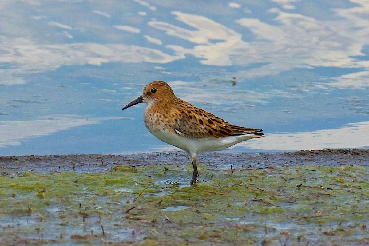 Птица кулик фото и описание Little Stint (Calidris minuta). Birds of Siberia.