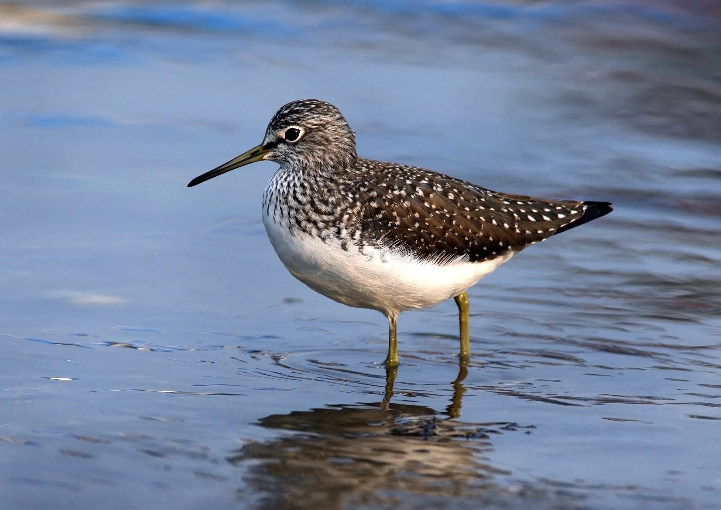 Птица кулик фото и описание Green Sandpiper - ROBERT NEWLIN