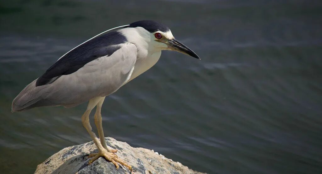 Птица кваква фото Night heron Kevin Faccenda Flickr