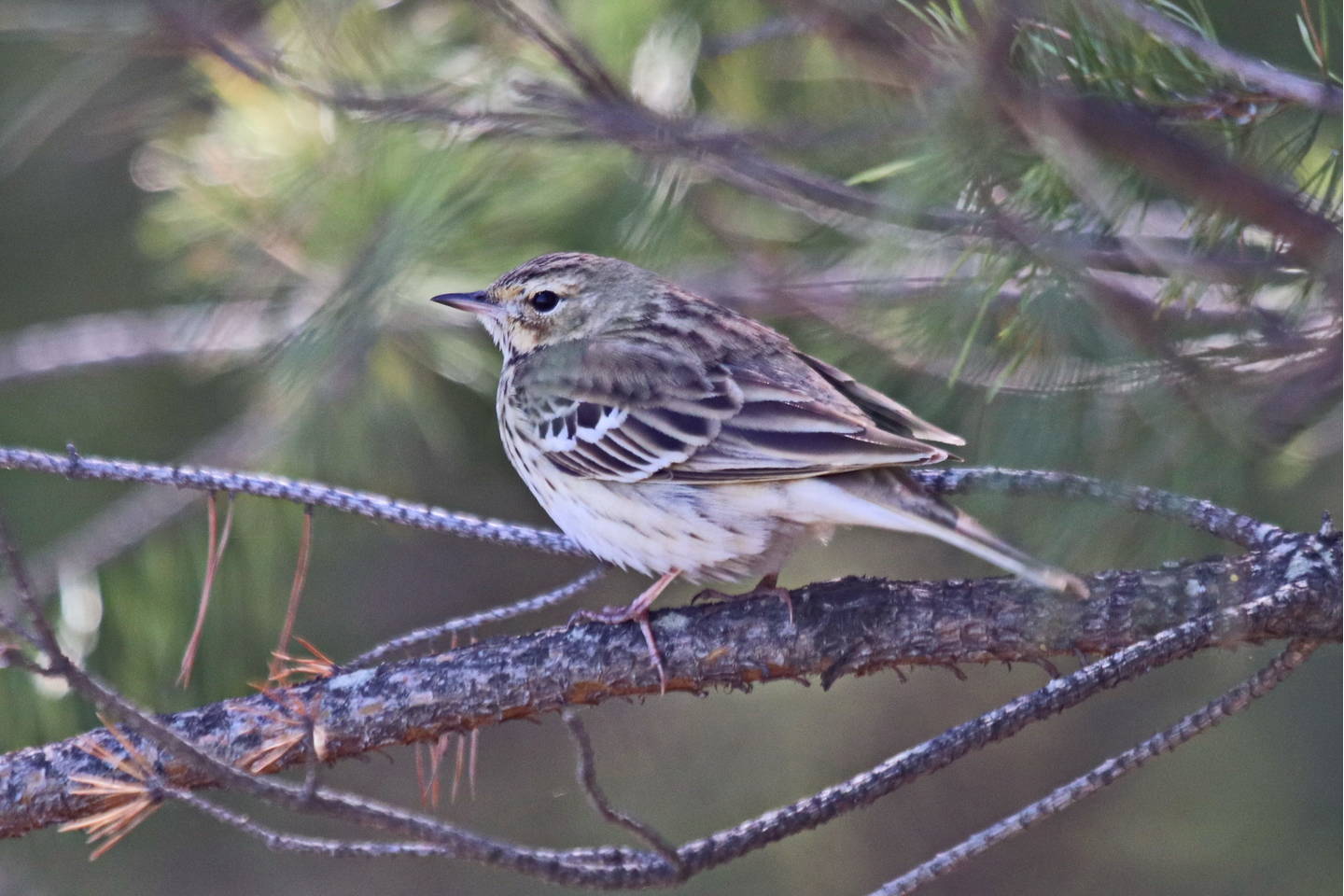 Птица лесной конек описание фото Лесной конёк (Anthus trivialis). Птицы Сибири.