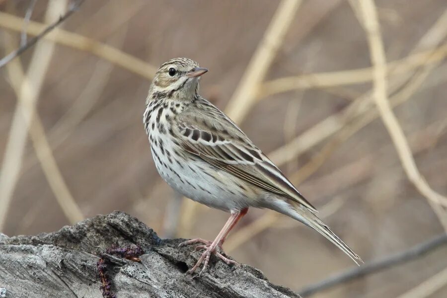 Птица лесной конек описание фото Tree Pipit (Anthus trivialis). Birds of Siberia.