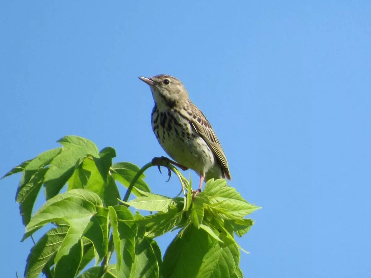 Птица лесной конек описание фото Лесной конёк (Anthus trivialis). Птицы Сибири.