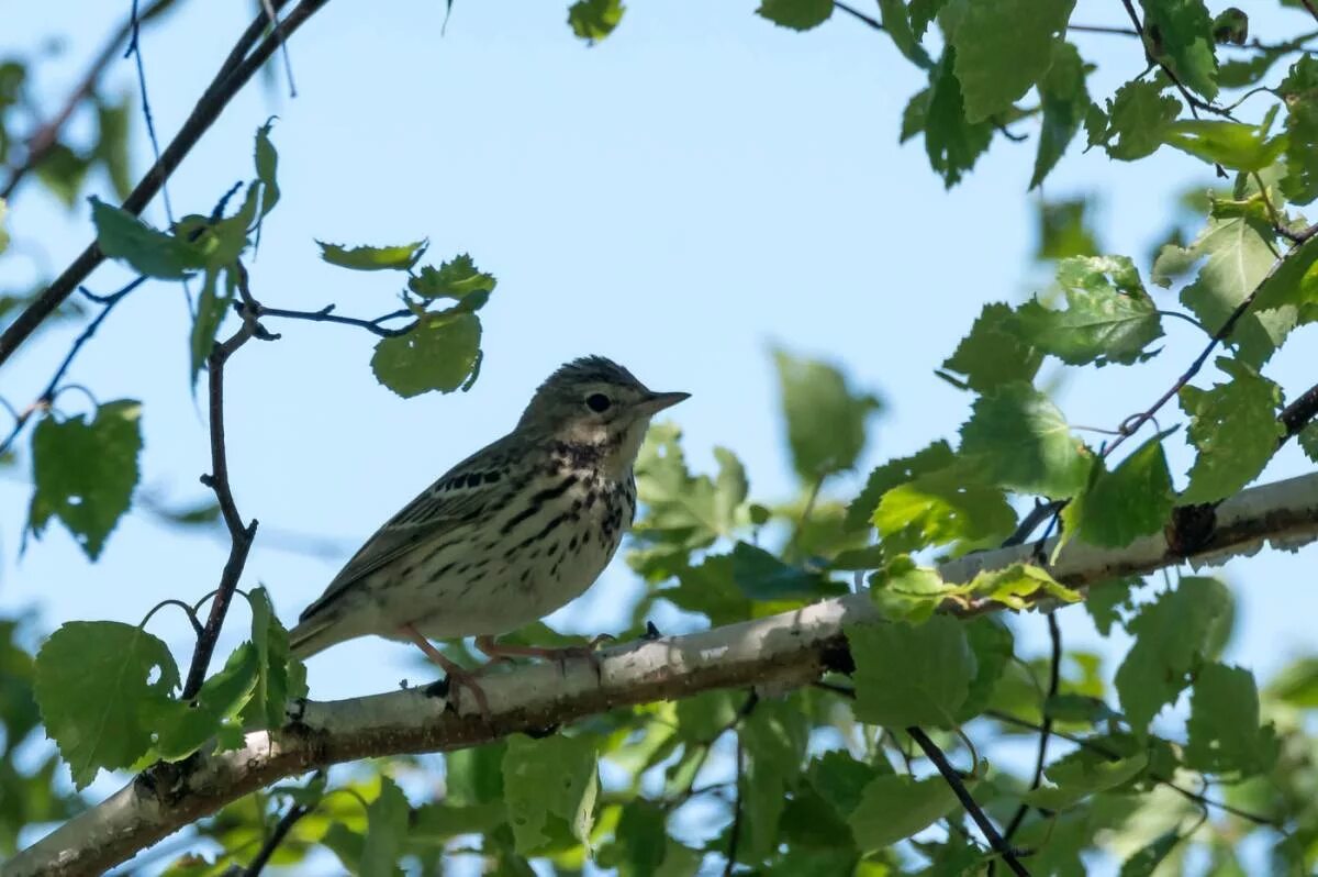 Птица лесной конек описание фото Tree Pipit (Anthus trivialis). Birds of Siberia.