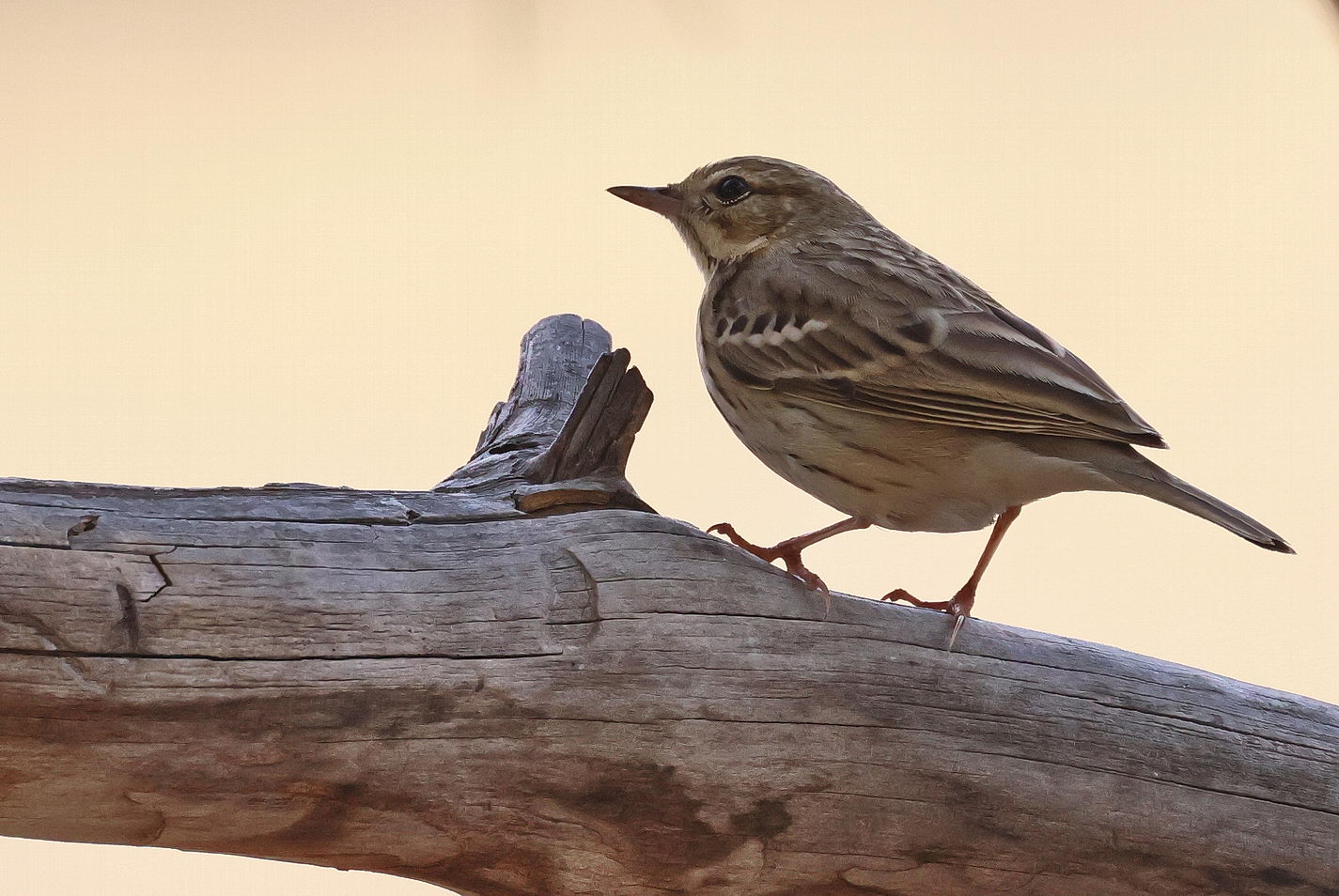 Птица лесной конек описание фото Лесной конёк (Anthus trivialis). Птицы Сибири.