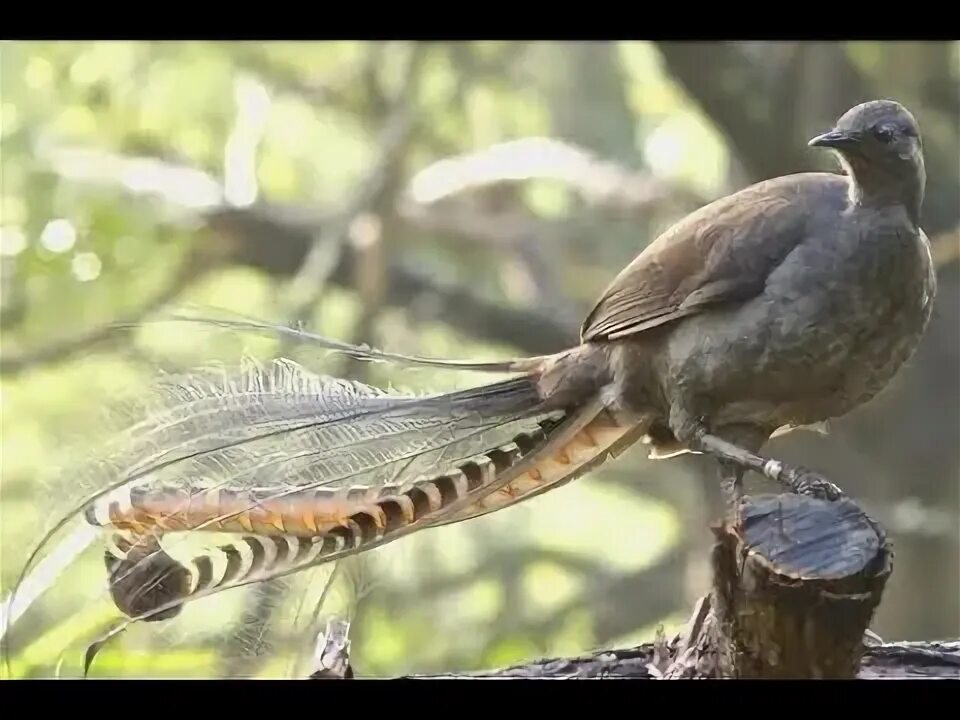 Птица лирохвост фото Kicau Burung Lyrebird Pandai tiru Suara Senapan, kera, anjing, kamera, gergaji (