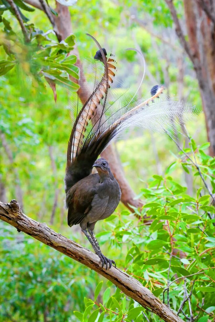 Птица лирохвост фото I Photographed The Best Copycat Bird In The World, Lyrebird Australian native an