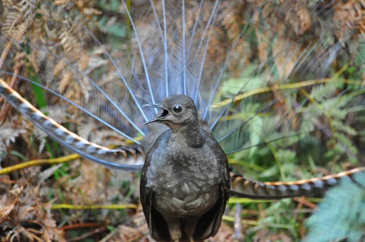 Птица лирохвост фото Lyrebird The Most Extreme Wiki Fandom