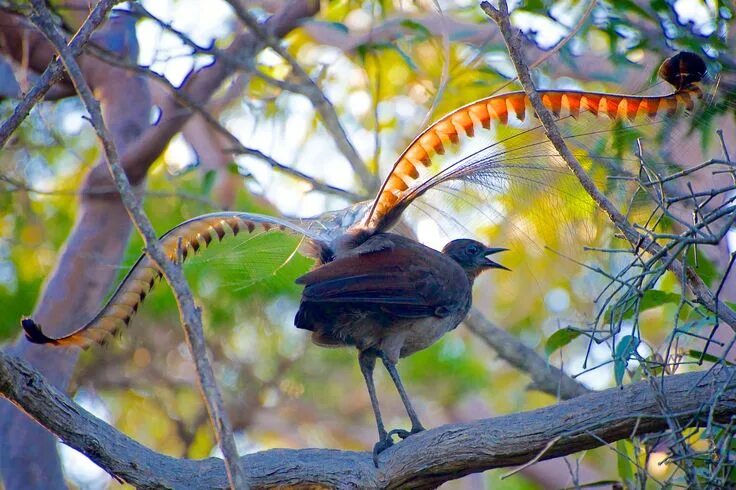 Птица лирохвост фото lyrebird Bird, National parks, Animals