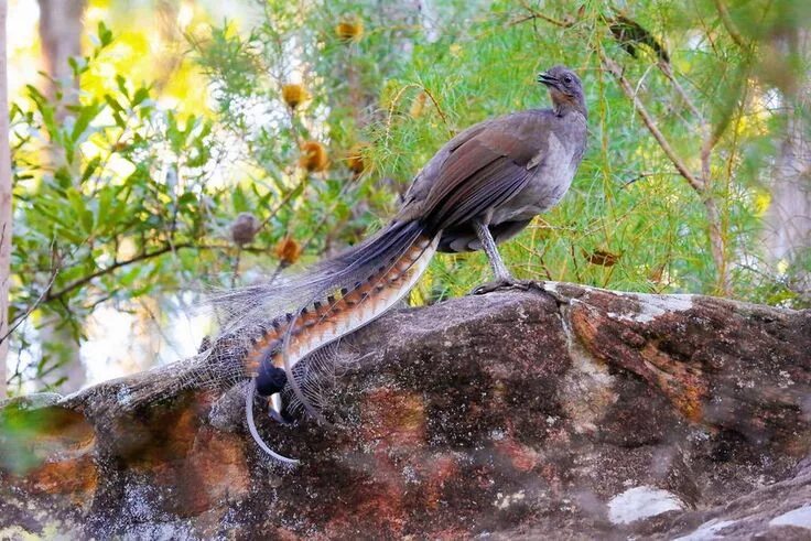 Птица лирохвост фото Лирохвост: Птица с божественным голосом Australian animals, Most beautiful birds