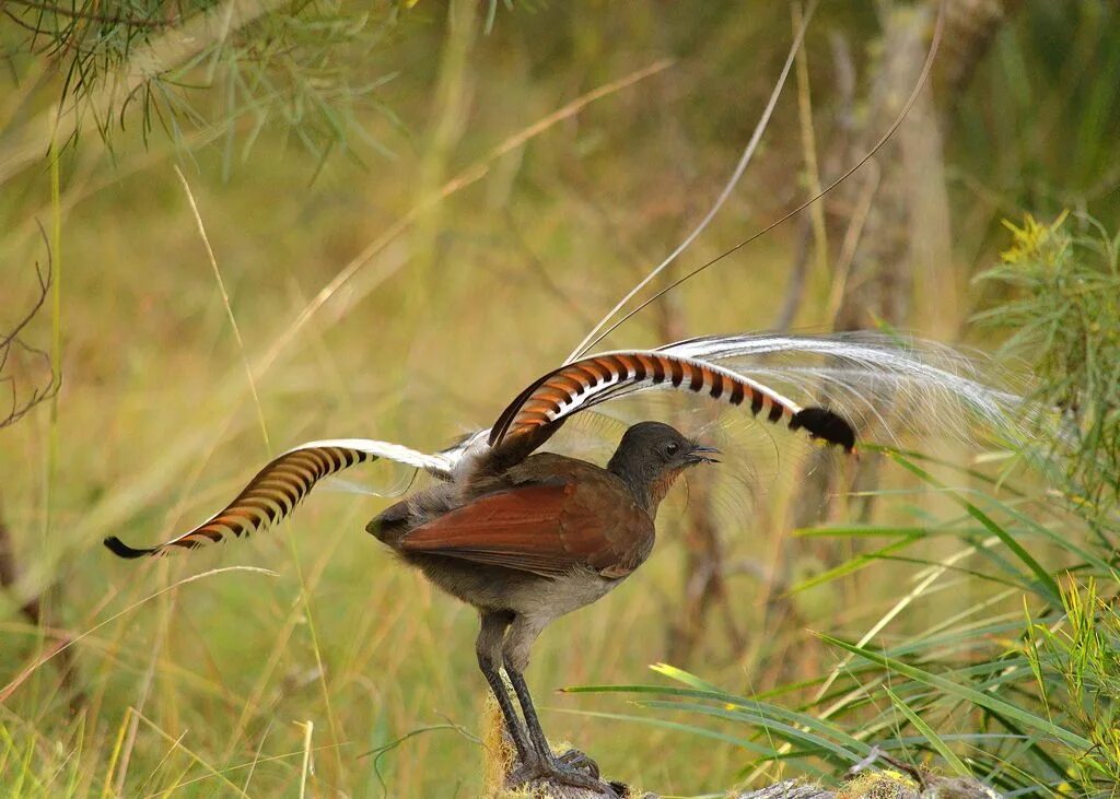 Птица лирохвост фото The Australian lyrebird with its beautiful lyre-shaped tail. Birds, Animals wild