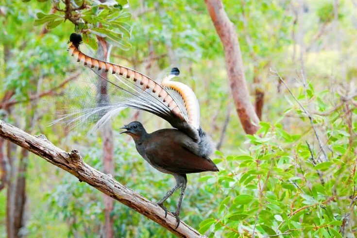 Птица лирохвост фото Прекрасные птицы Австралии Beautiful birds, Australian birds, Australian animals