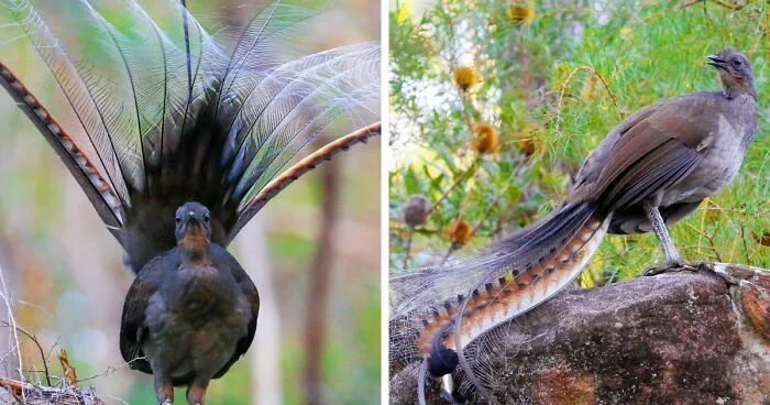 Птица лирохвост фото I Photographed The Best Copycat Bird In The World, Lyrebird Bird, Australian nat