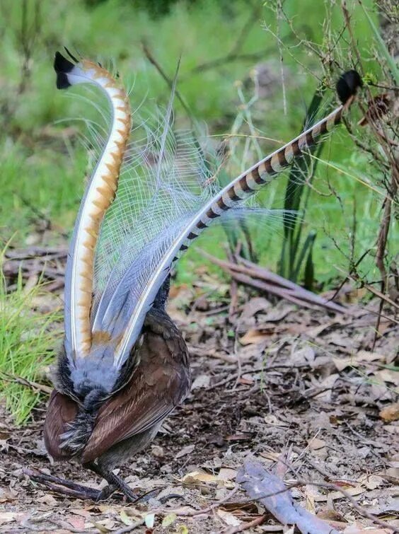 Птица лирохвост фото Pássaro-lira-soberbo oriundo do sudoeste da Austrália. Pássaros bonitos, Animais