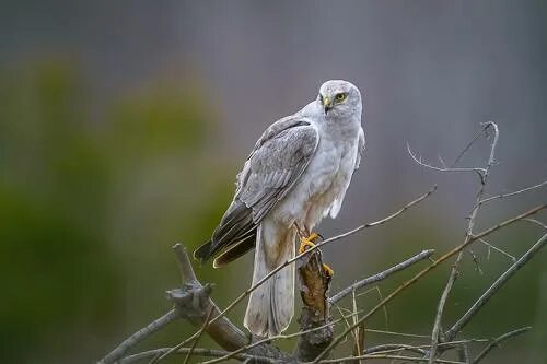 Птица лунь фото и описание Лунь степной, это любовь с первого взгляда.. Photographer Lozhkin Vyacheslav