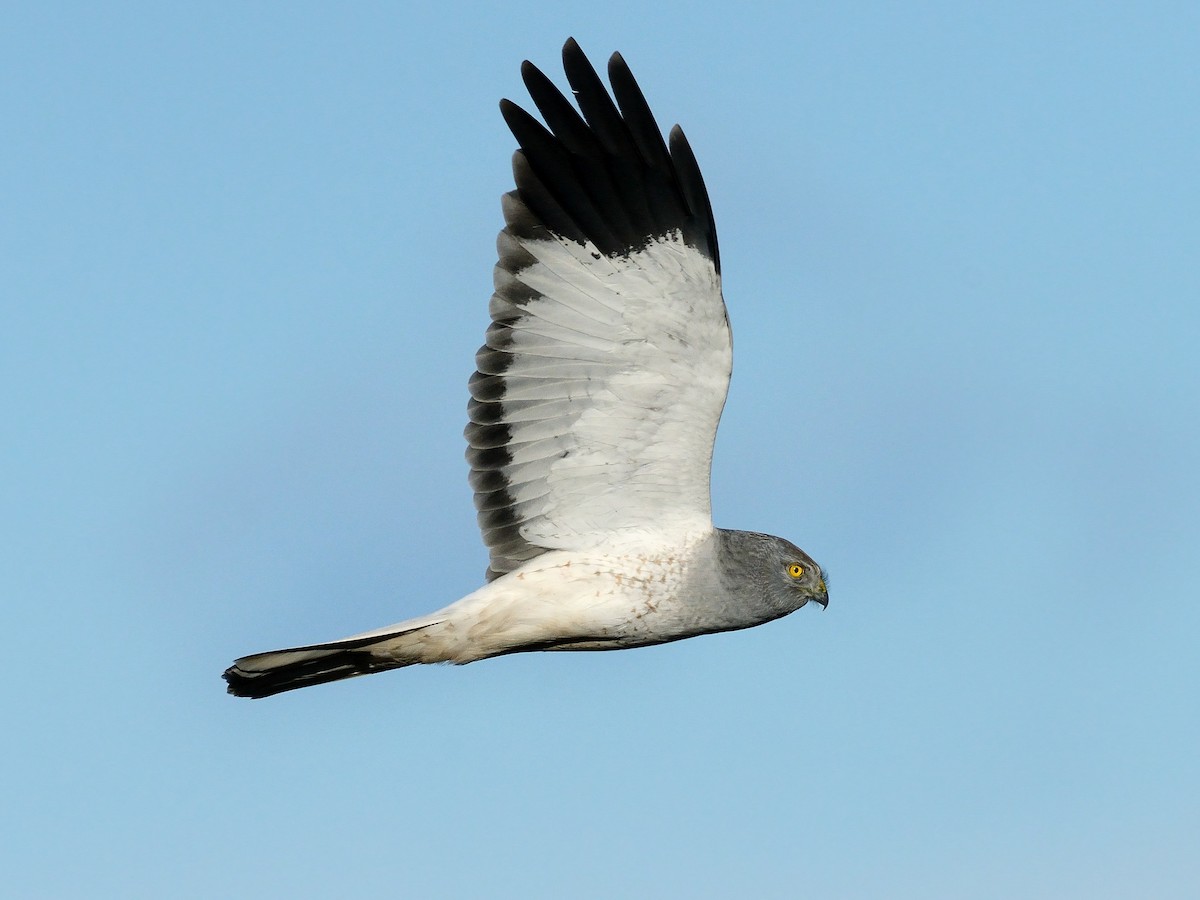 Птица лунь фото и описание Hen Harrier - Circus cyaneus